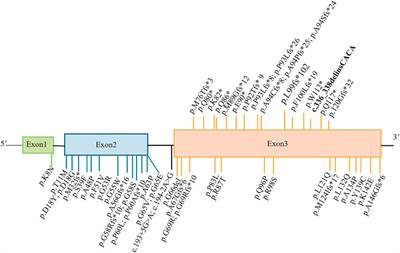 Case Report: Identification of a De novo C19orf12 Variant in a Patient With Mitochondrial Membrane Protein–Associated Neurodegeneration